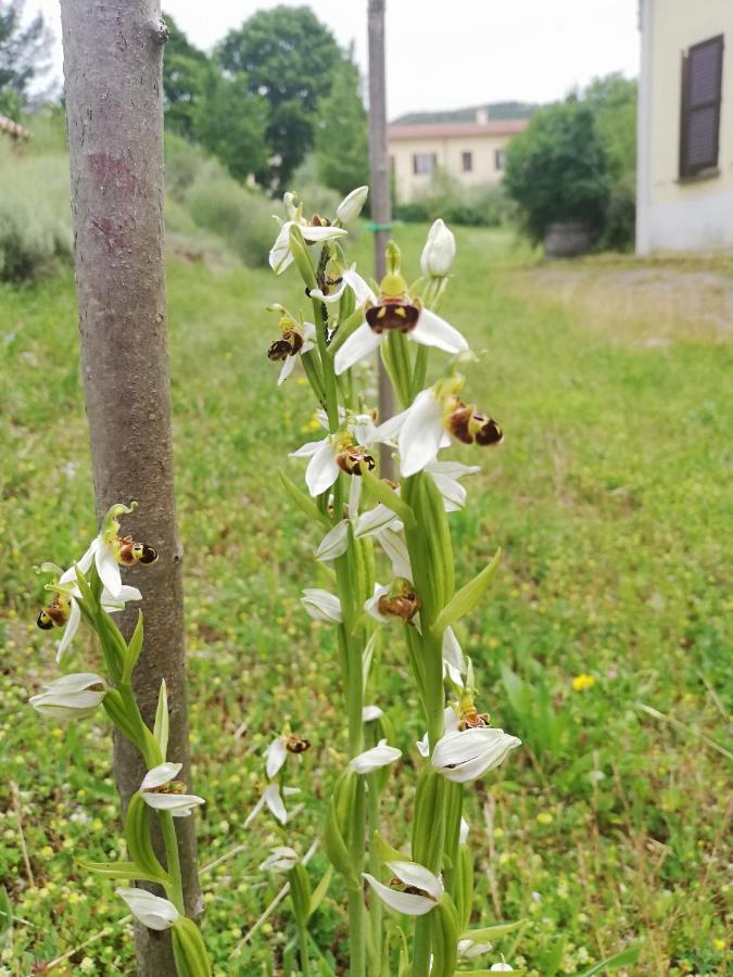 Valle Del Poggio ノチェーラ・ウンブラ エクステリア 写真